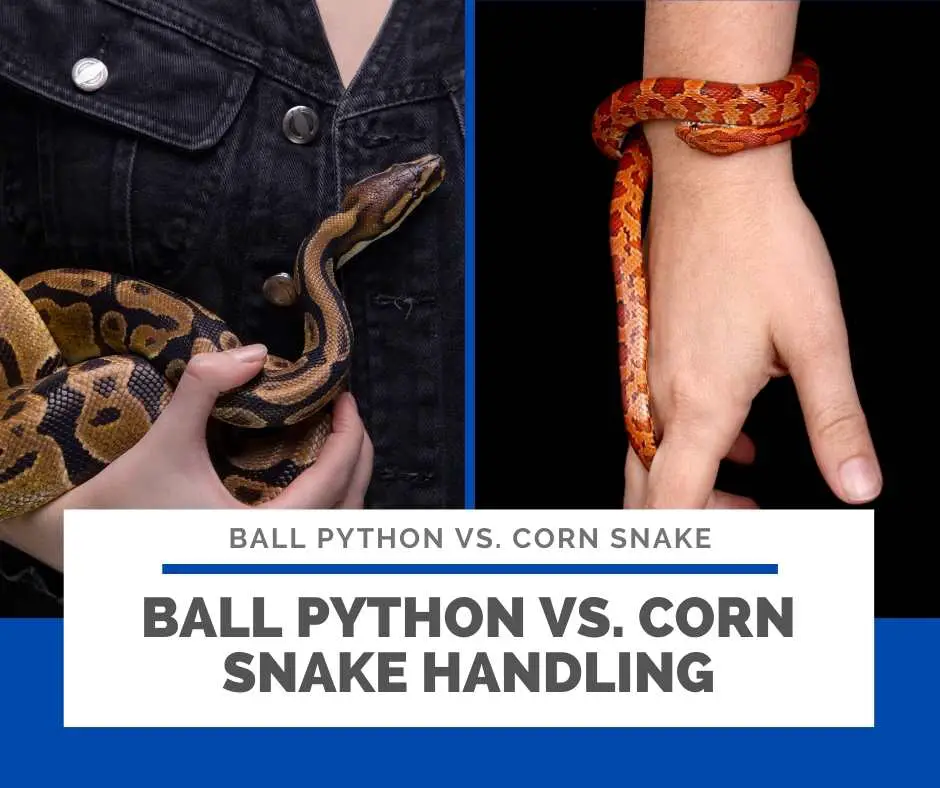 Ball Python vs Corn Snake Handling