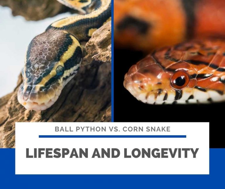 Corn Snake Vs Python Ball Python vs Corn Snake- Which Pet Snake is the Best for You?