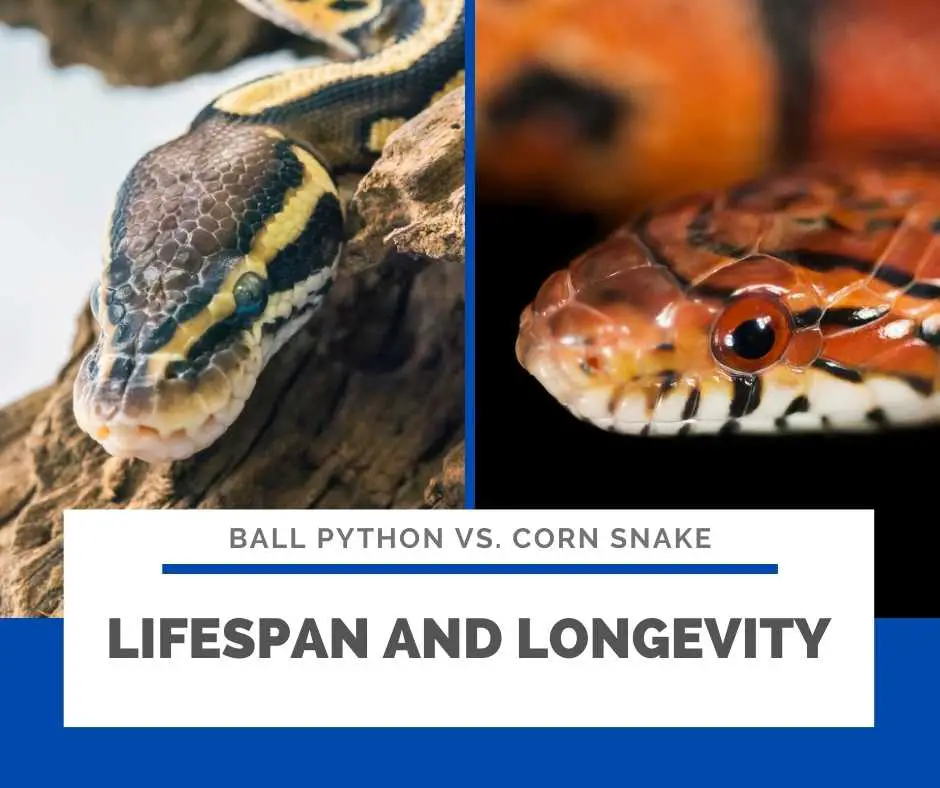 Lifespan And Longevity