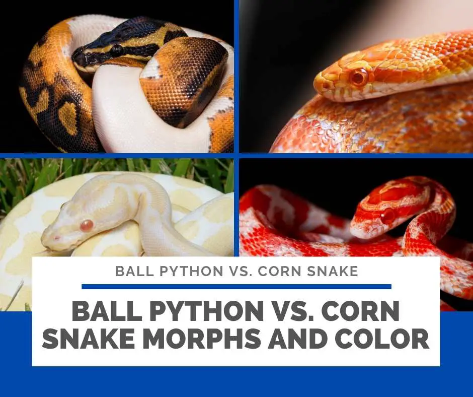 Ball Python Vs. Corn Snake Morphs And Color