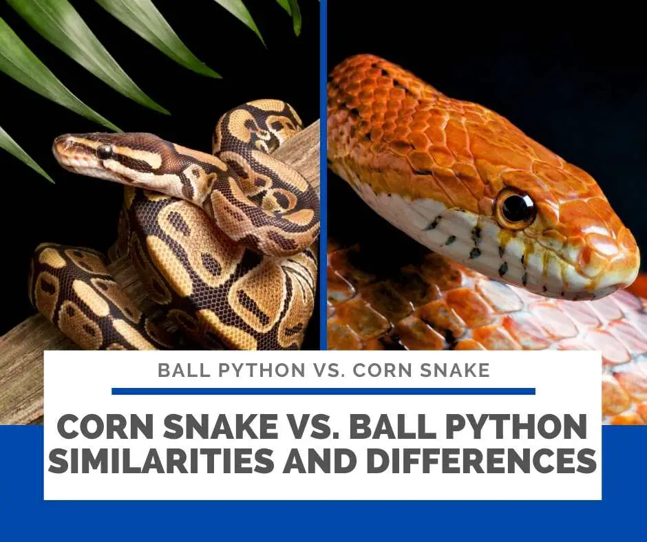 Corn Snake Vs. Ball Python Similarities And Differences 