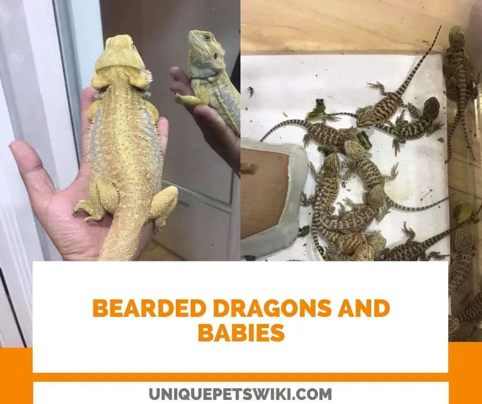 couple bearded dragons and their babies
