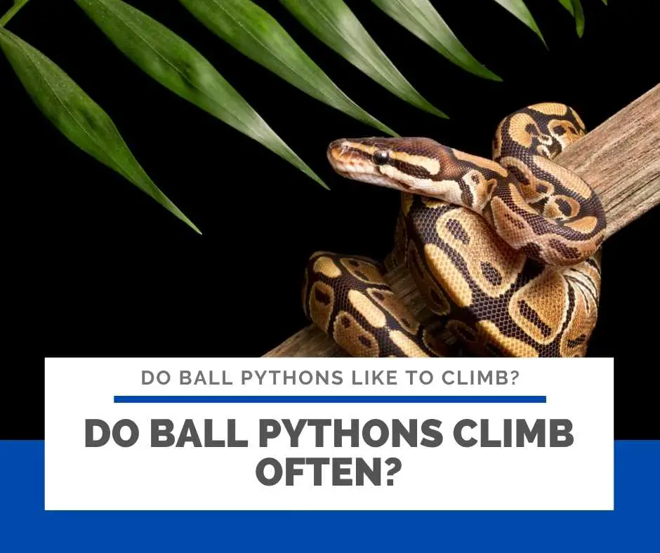Do Ball Pythons Climb Often?