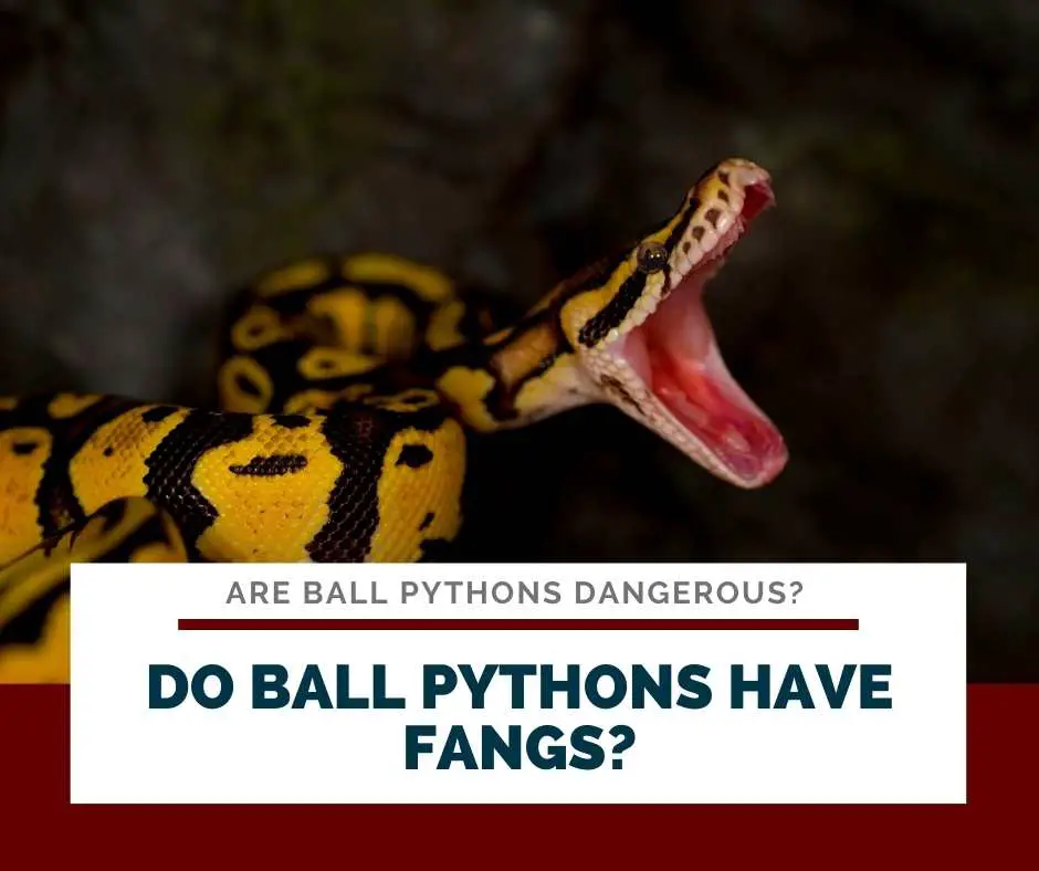 Do Ball Pythons Have Fangs?