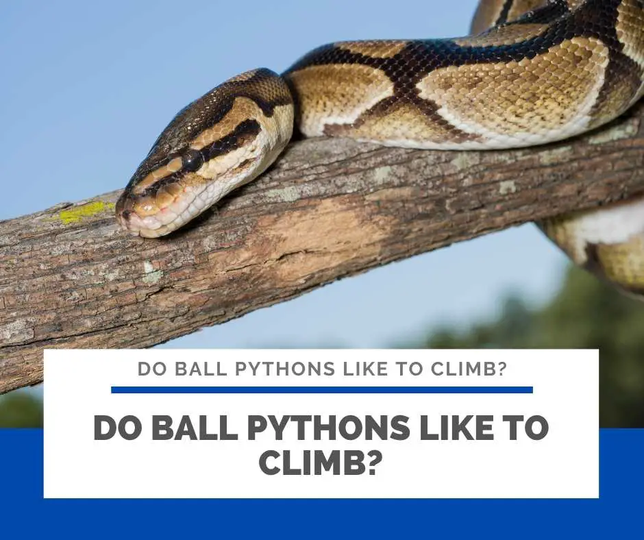 Do Ball Pythons Like To Climb?
