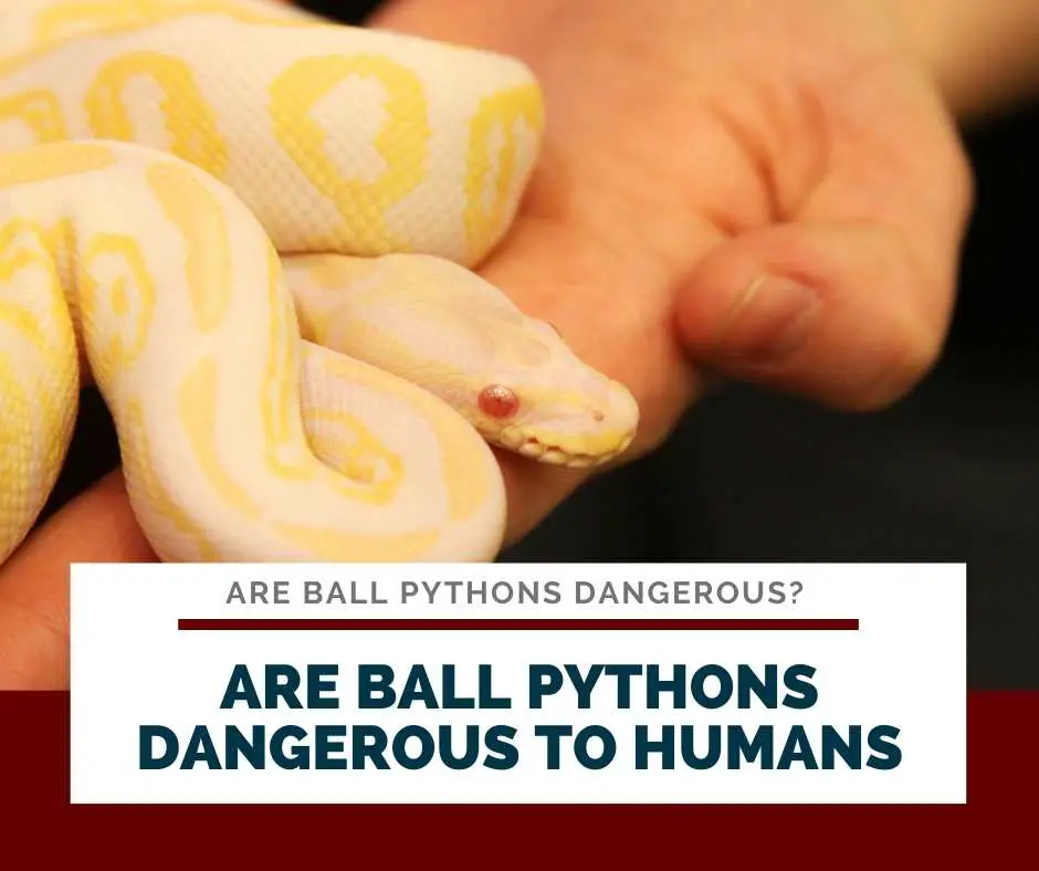 Are Ball Pythons Dangerous To Humans