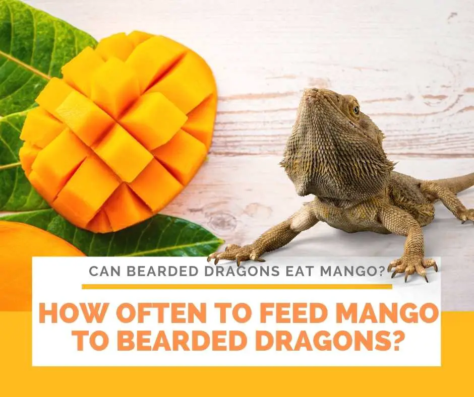 How Often To Feed Mango To Bearded Dragons?