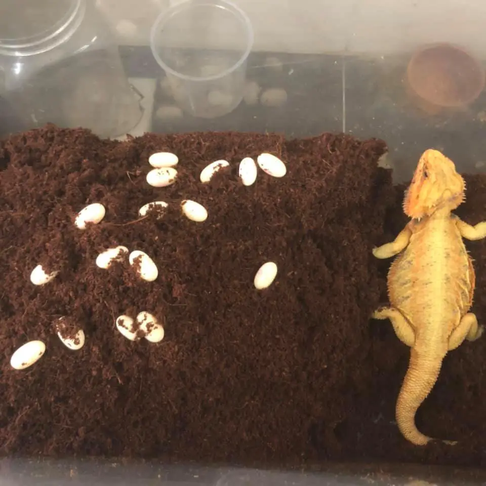 female bearded dragon with eggs