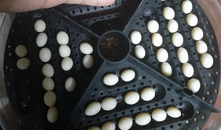 Fertile Bearded Dragon Eggs