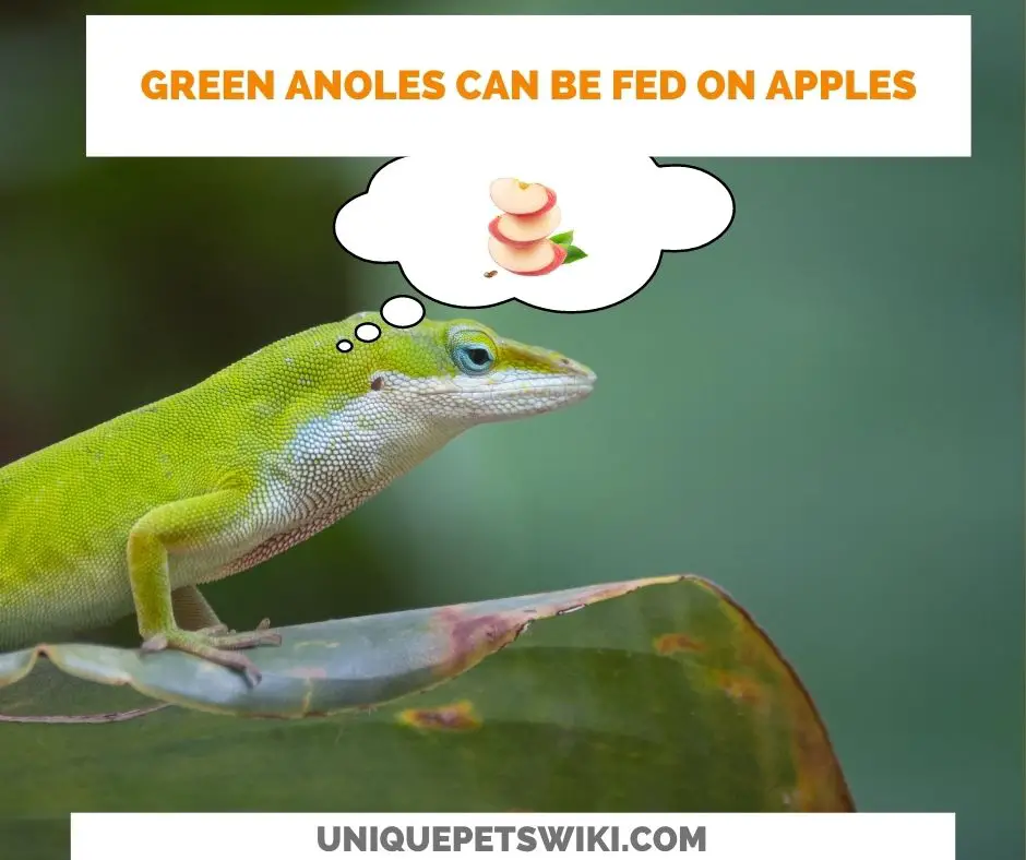 green anoles can be fed on apples