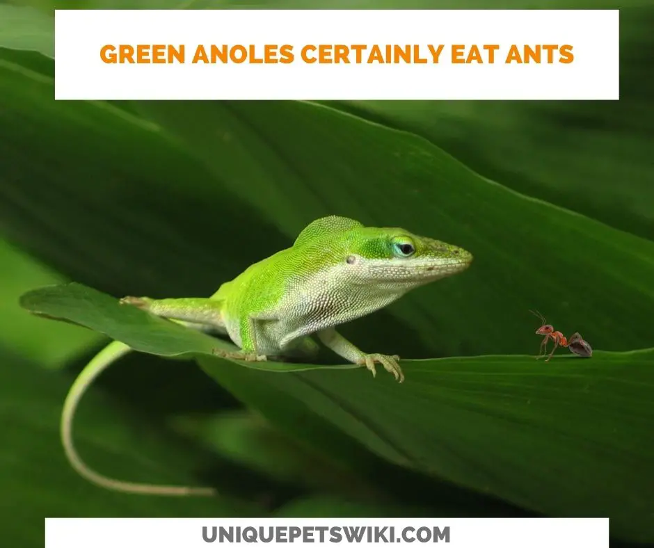 Green anoles certainly eat ants