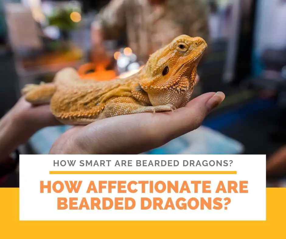 How Affectionate Are Bearded Dragons?