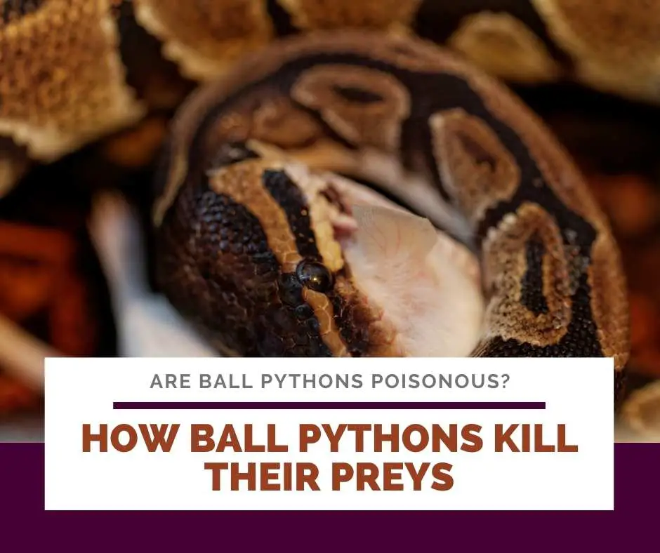 How Ball Pythons Kill Their Preys