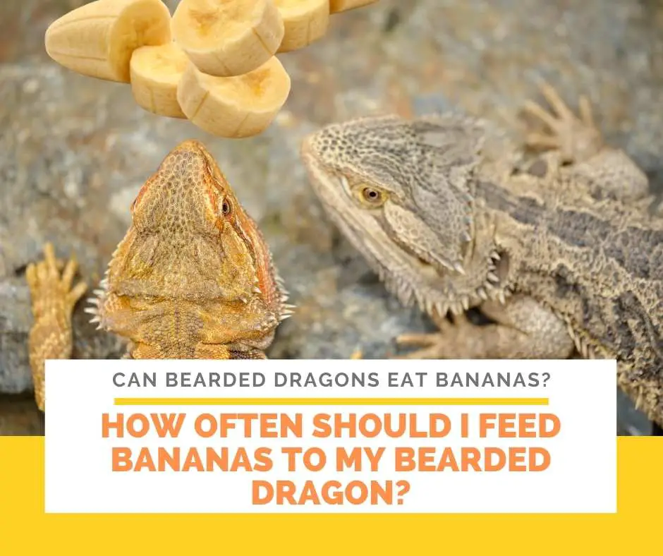 How Often Should I Feed Bananas To My Bearded Dragon?