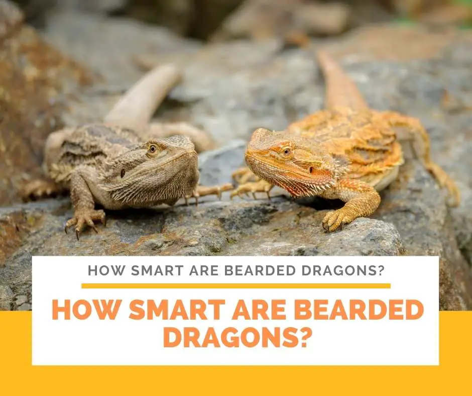 How Smart Are Bearded Dragons?