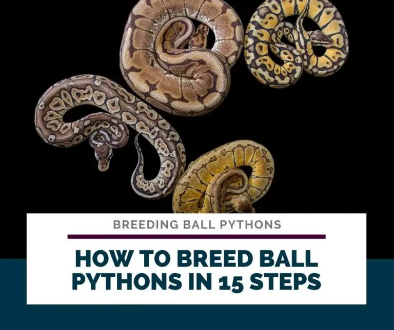 Ball Python Breeding The Complete Guide