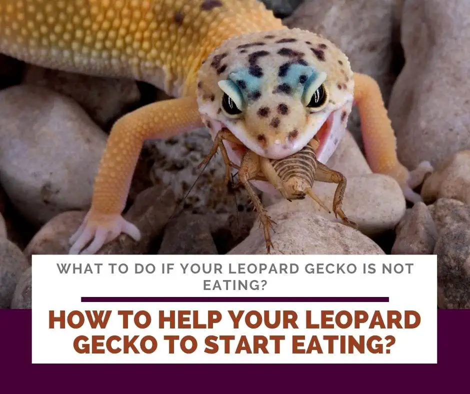 How To Help Your Leopard Gecko To Start Eating?