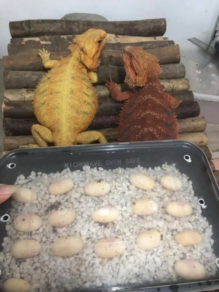 Hatching Bearded Dragon Eggs Without Incubator