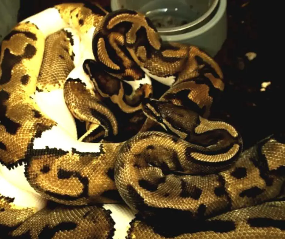 What Do Ball Pythons Mating Behavior Look Like?
