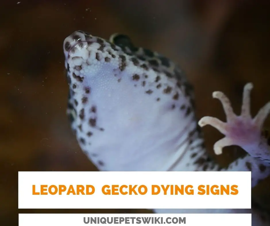 leopard gecko dying signs