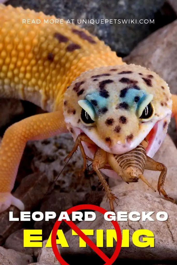 What To Do If Your Leopard Gecko is Not Eating Pinterest Pin