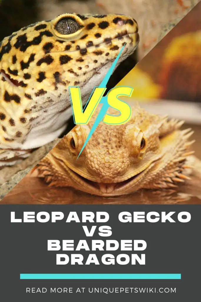 Leopard Gecko Vs Bearded Dragon Pinterest Pin