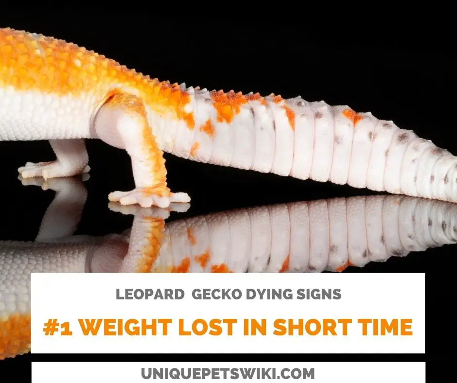 Leopard Gecko Weight Loss Might Be A Dying Sign