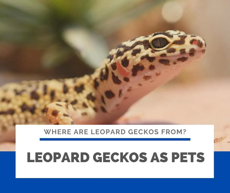 Leopard Geckos As Pets