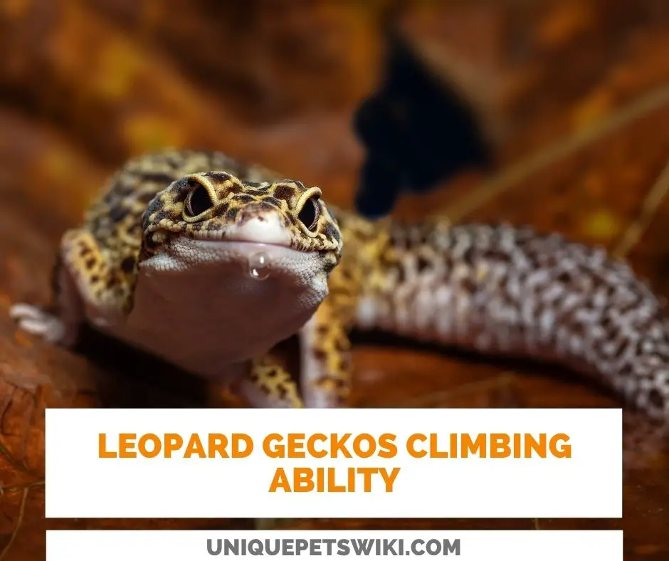Climbing Ability Of Leopard Geckos