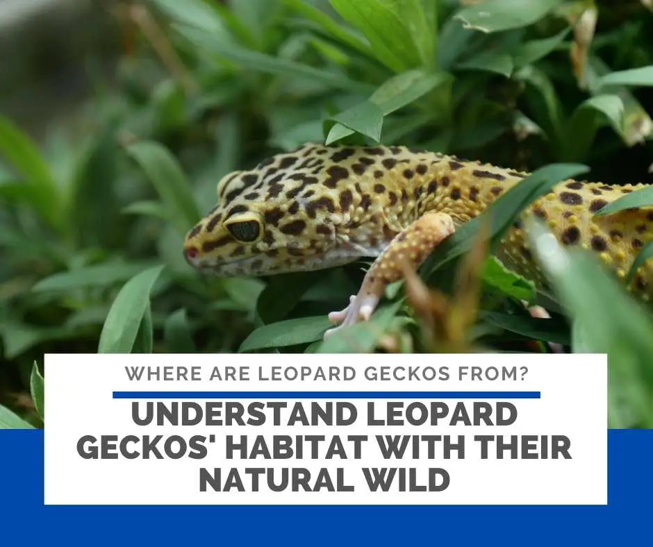 Understand Leopard Geckos' Habitat With Their Natural Wild