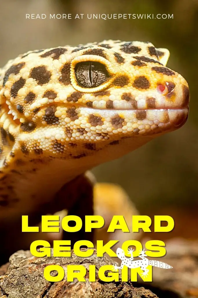 Leopard Geckos Origin Pinterest Pin