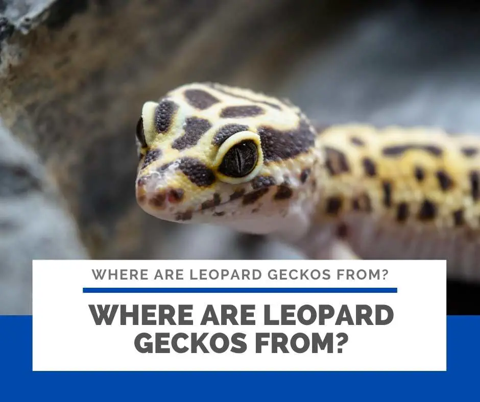 Where Are Leopard Geckos From?