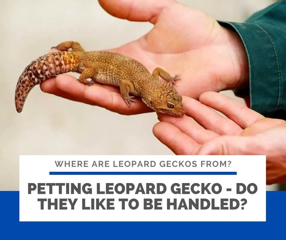 Petting Leopard Gecko - Do They Like To Be Handled?
