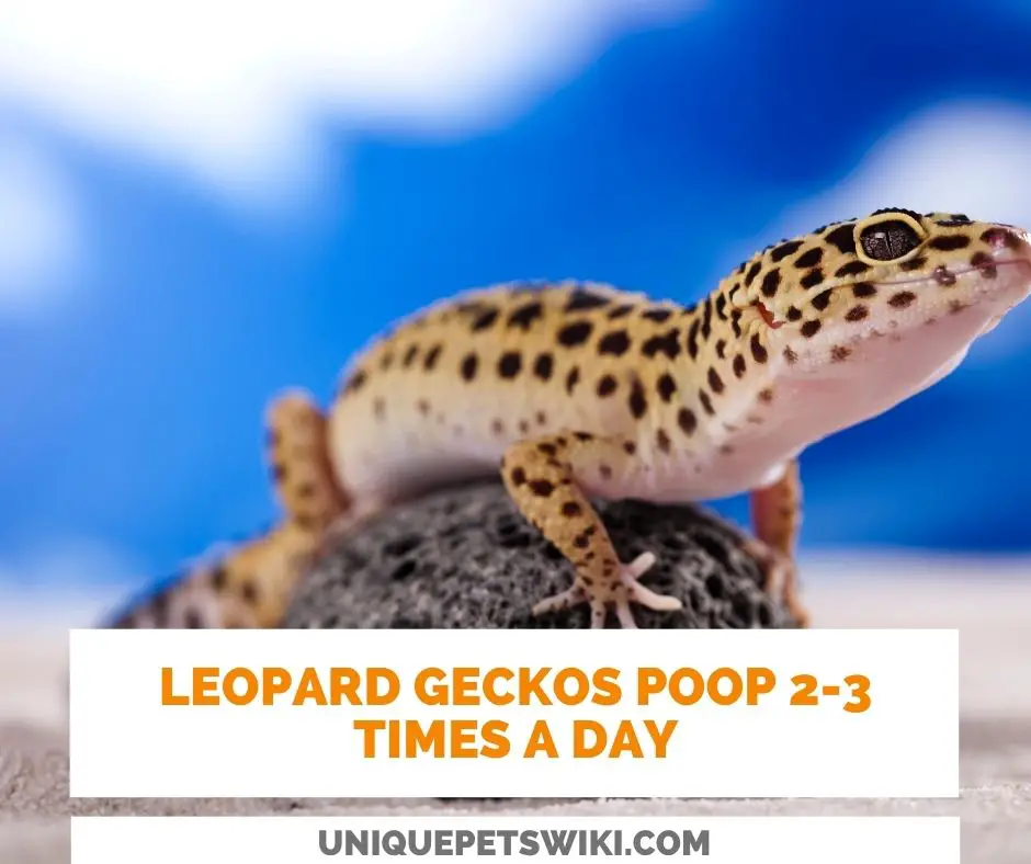 How Often Do Leopard Geckos Poop? 2-3 times a day