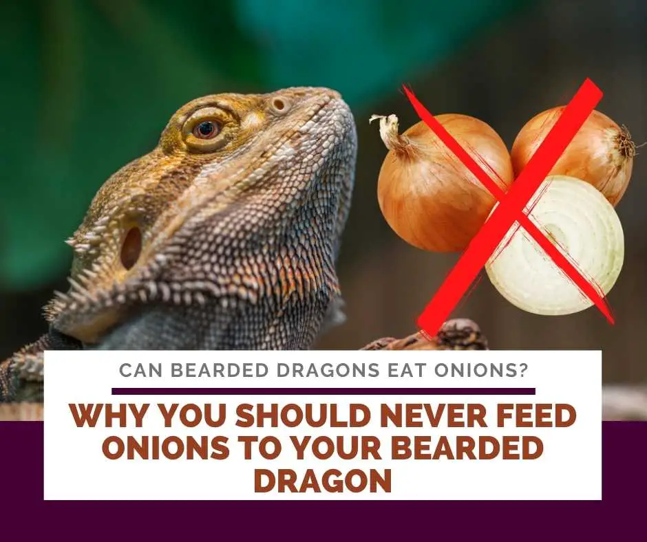 Why You Should Never Feed Onions To Your Bearded Dragon