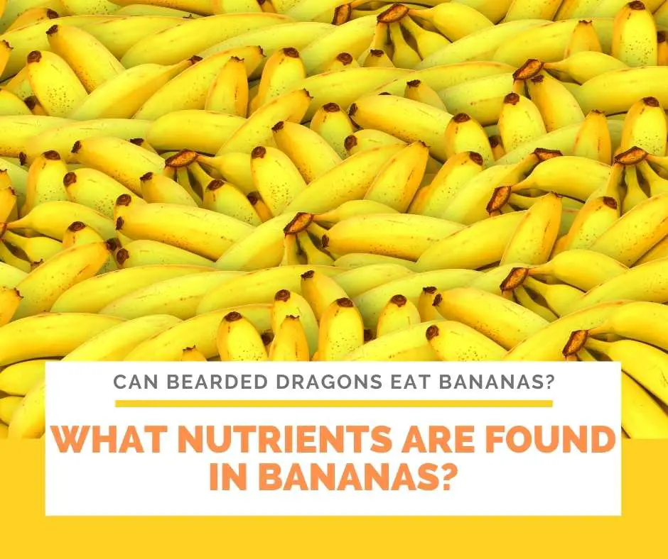 What Nutrients Are Found In Bananas?