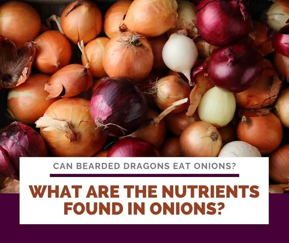 What Are The Nutrients Found In Onions?