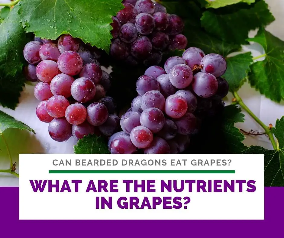 What Are The Nutrients In Grapes?