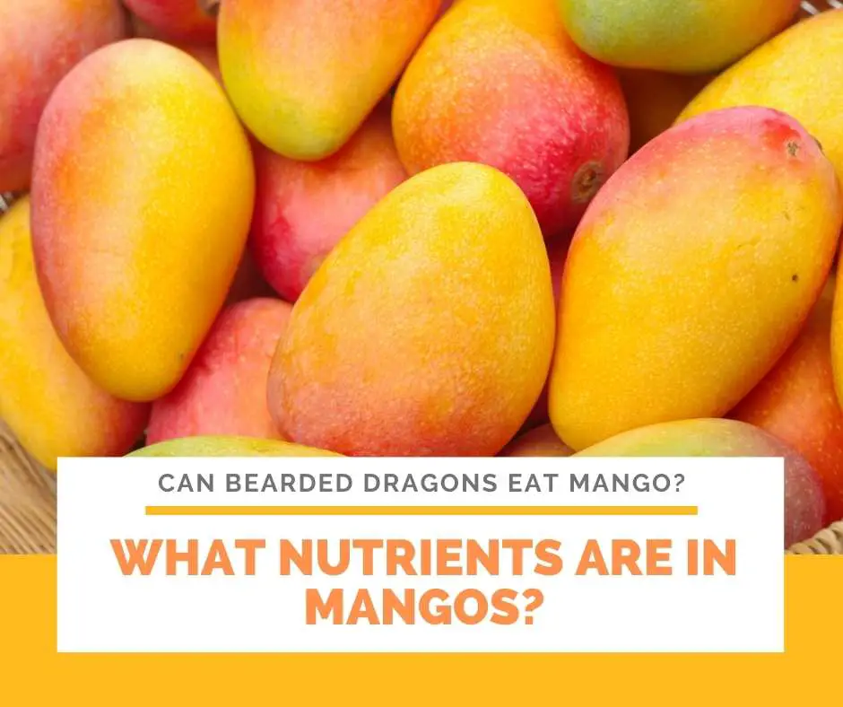 What Nutrients Are In Mangos?