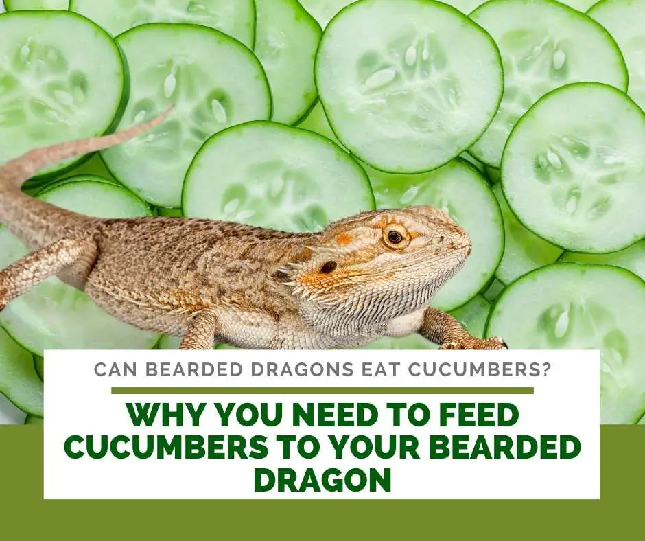 Why You Need To Feed Cucumbers To Your Bearded Dragon