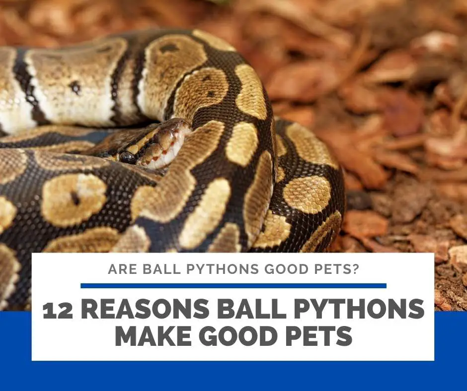 12 Reasons Ball Pythons Make Good Pets