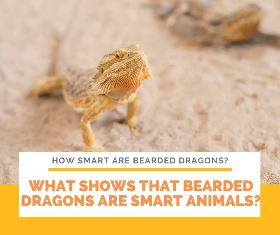 What Shows That Bearded Dragons Are Smart Animals?
