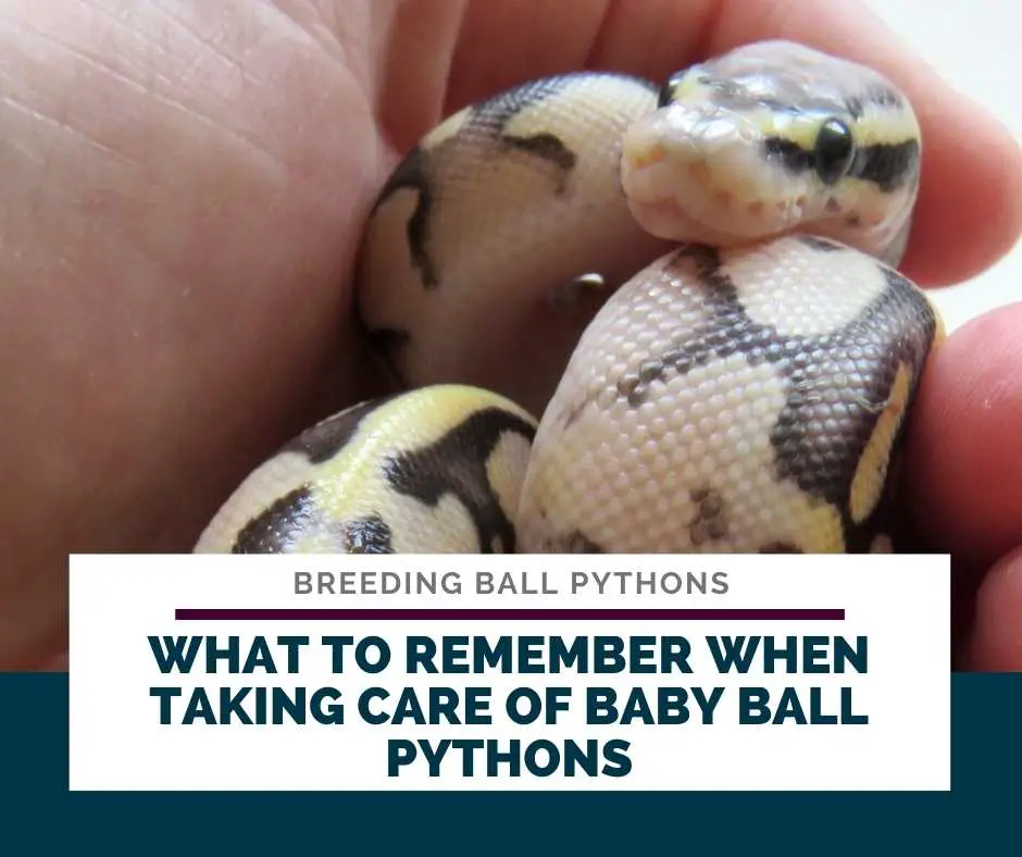 What To Remember When Taking Care Of Baby Ball Pythons