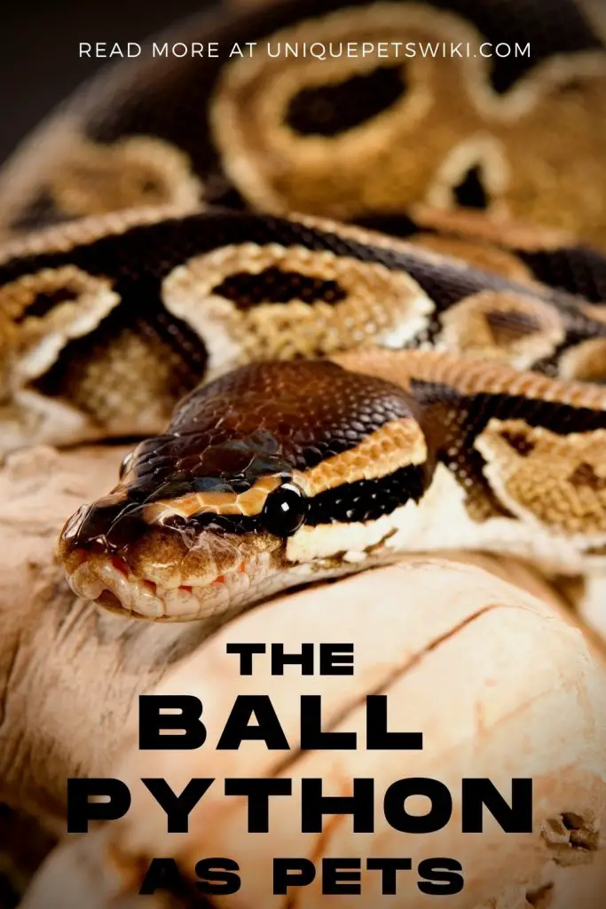 Ball Python as Pets Pinterest Pin