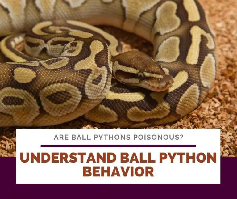 Are Ball Pythons Poisonous? You're Wrong About This!