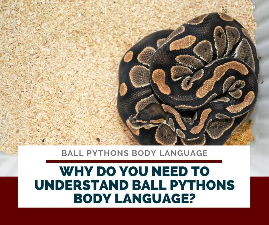 Why Do You Need To Understand Ball Pythons Body Language?