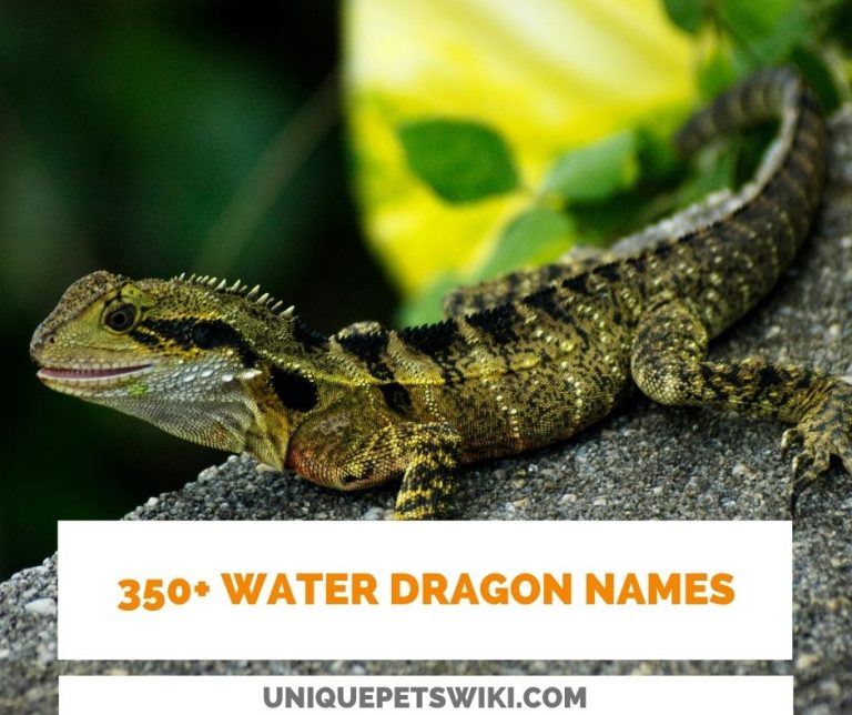 350+ Most Popular Water Dragon Names (Male, Female, Unisex, Pair or Trios)