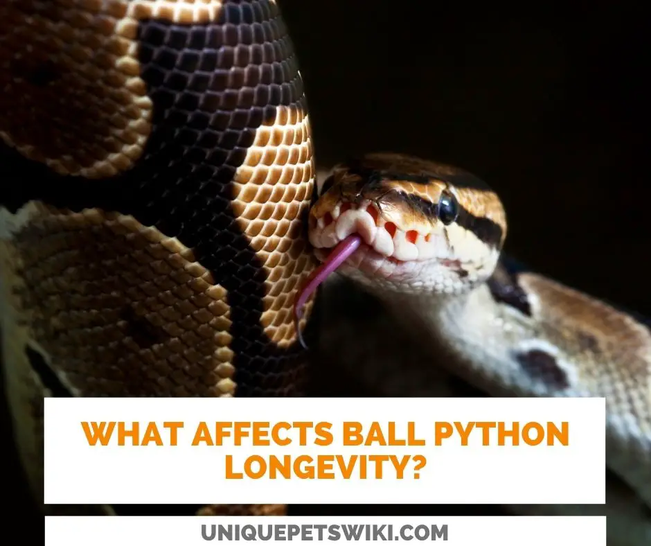 What Affects The Life Expectancy Of Ball Pythons