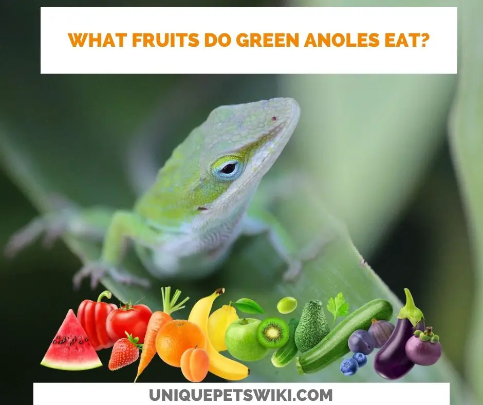 what fruits do green anoles eat?