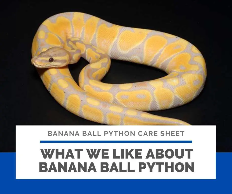 What We Like About Banana Ball Python